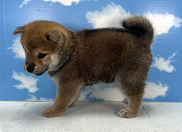 子犬332-2