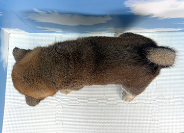 子犬332-4