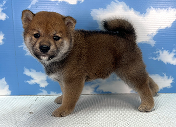 子犬333-2