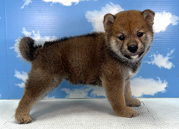 子犬333-3