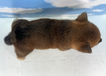 子犬333-4
