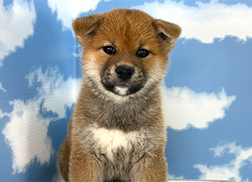 子犬334-1