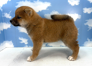 子犬334-2