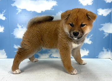 子犬334-3