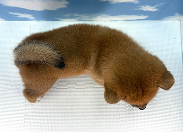子犬334-4