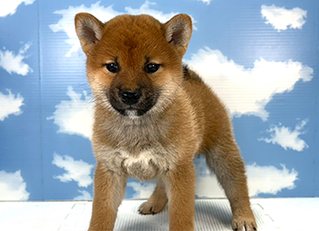 子犬335-1