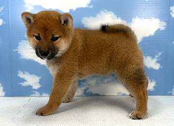 子犬335-2