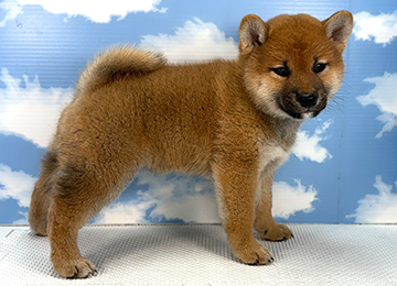 子犬335-3