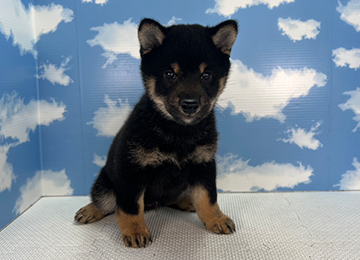 子犬336-1
