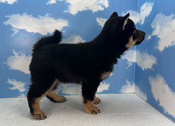 子犬336-3