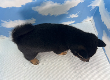 子犬336-4
