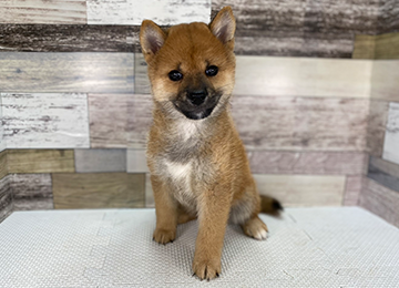 子犬337-1