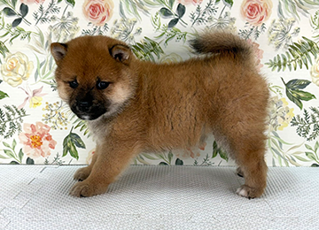 子犬337-2
