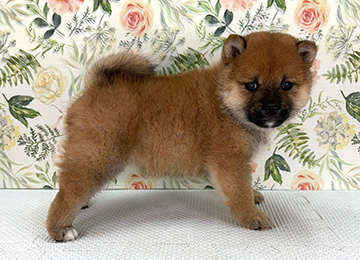 子犬337-3