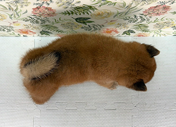 子犬337-4