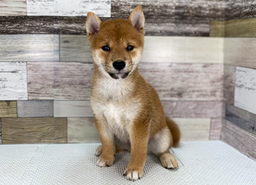 子犬338-1