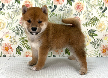 子犬338-2
