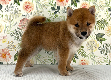 子犬338-3