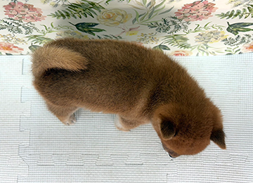 子犬338-4