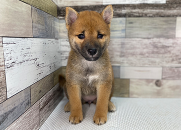 子犬339-1