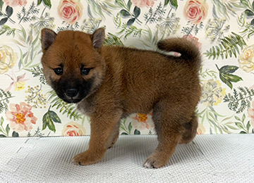 子犬339-2