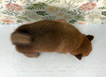 子犬339-4