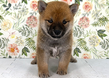 子犬340-1