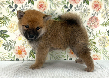 子犬340-2