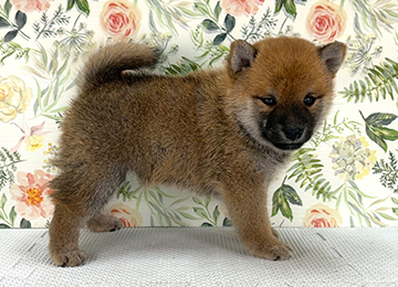 子犬340-3