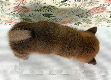 子犬340-4