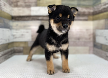 子犬341-1