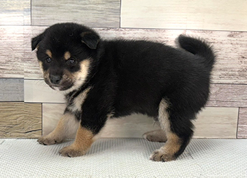 子犬341-2