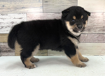 子犬341-3