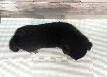 子犬341-4
