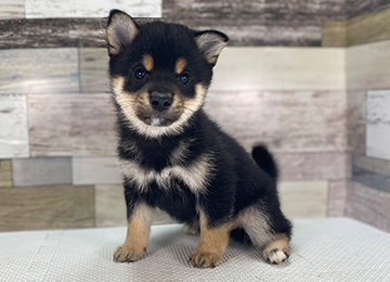 子犬342-1
