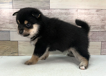 子犬342-2