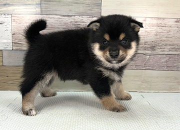 子犬342-3