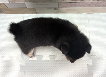 子犬342-4