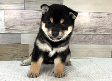 子犬343-1