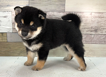 子犬343-2