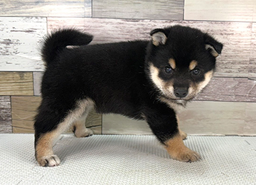 子犬343-3