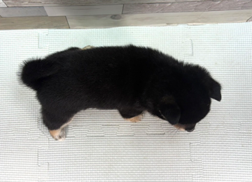 子犬343-4