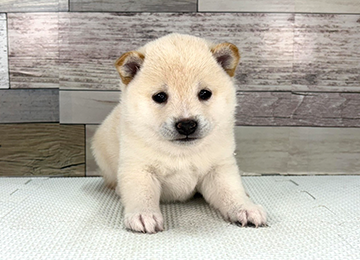 子犬344-1