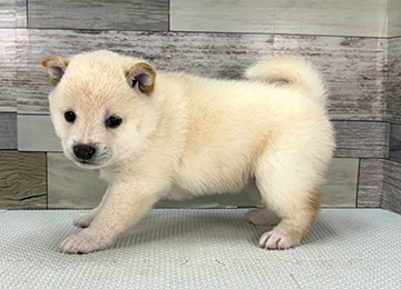 子犬344-2