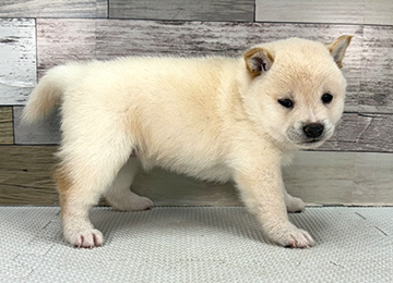 子犬344-3