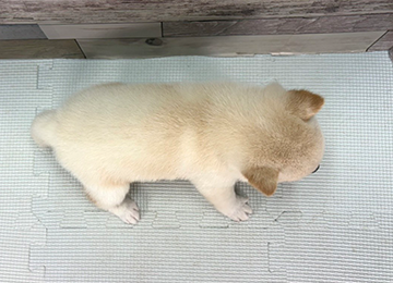 子犬344-4