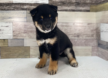 子犬345-1