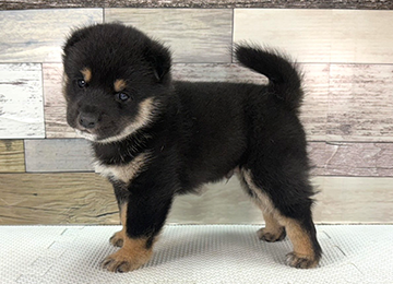 子犬345-2