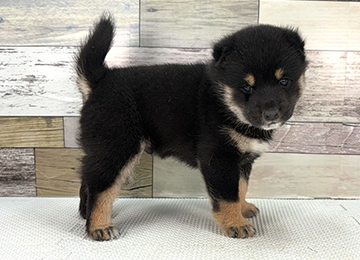 子犬345-3