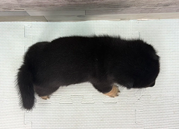 子犬345-4